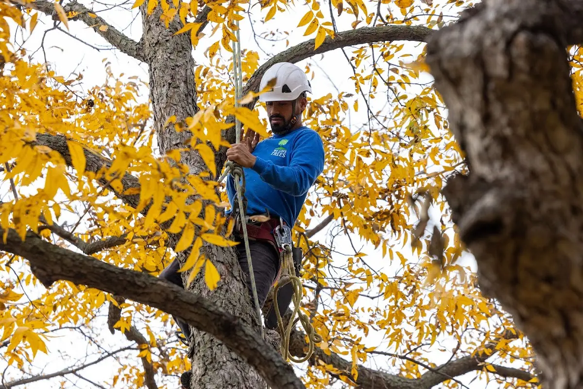 Skilled Tree Pruning crew working in Oak City